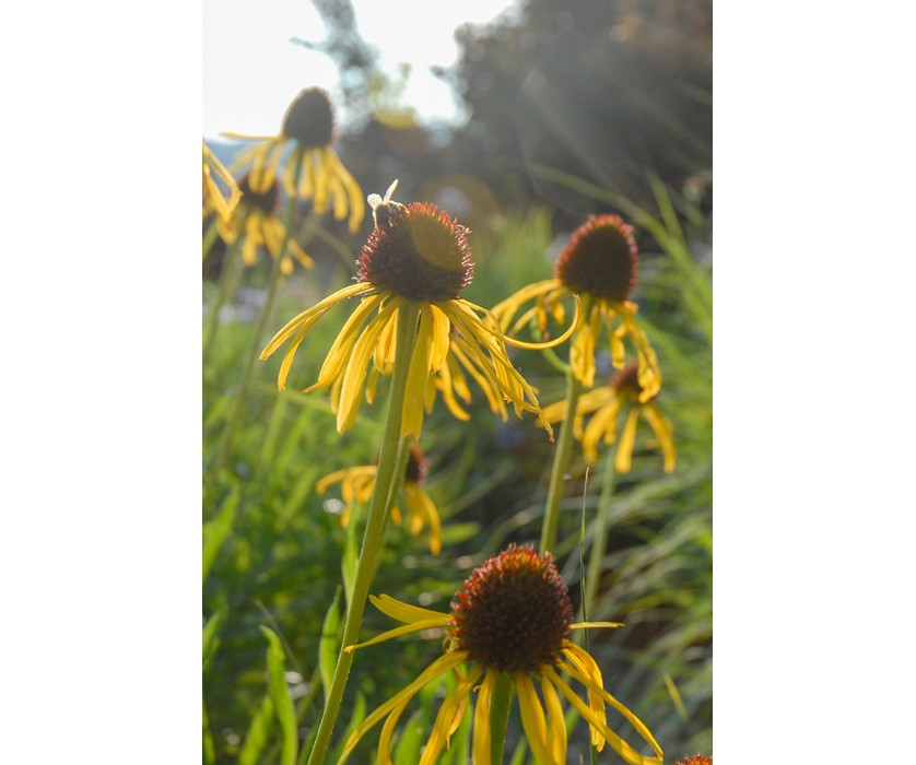 Yellow Coneflower